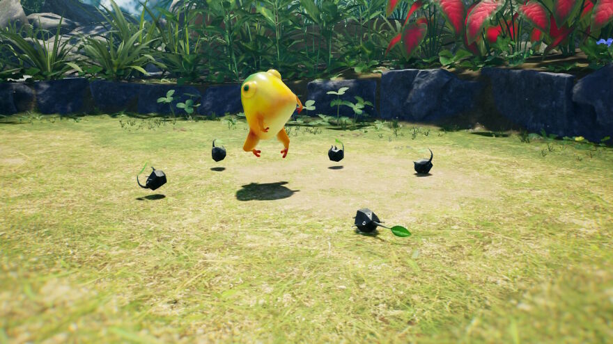 Yellow Wollyhop At Its Best