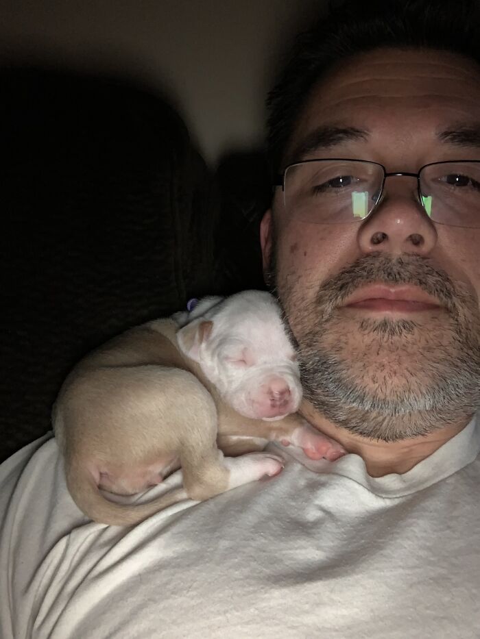 Pit Bull’s Adorable Naptime Ritual That Started At 3 Weeks Old Continues To This Day
