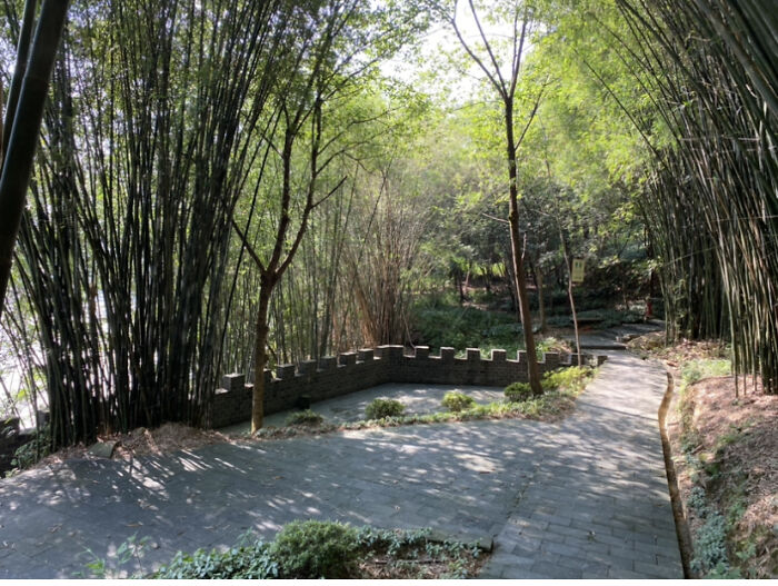 Bamboo Forest On Iron Mountain, China