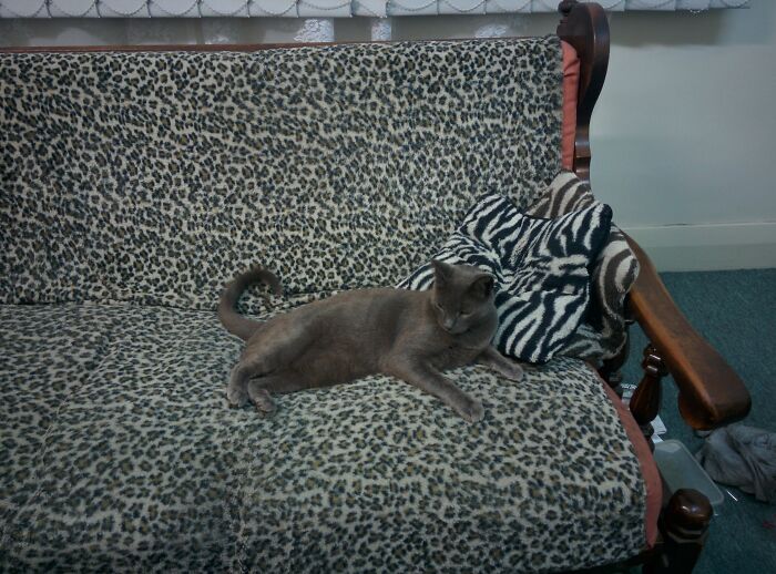 10 Yrs Ago... My Sofa, Not My Cat... 10 Years Later... Yeah, He's My Little Boy, Knuckles