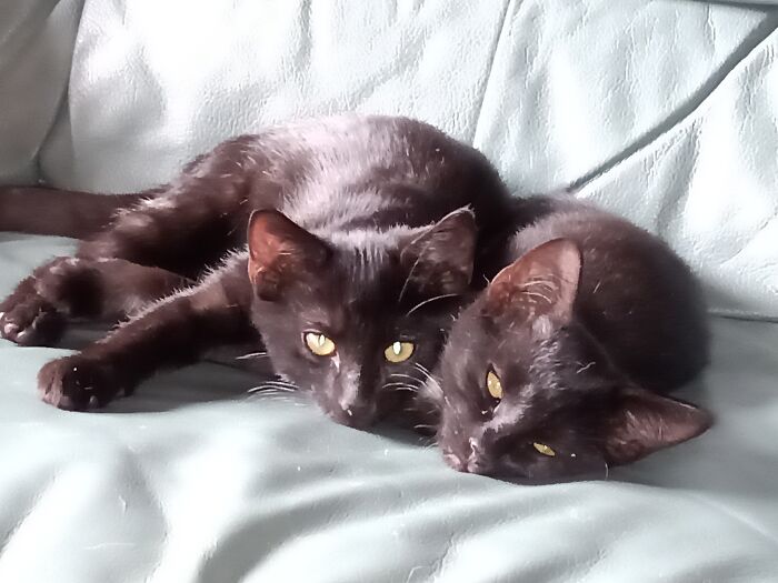 Snowflake And Brother James When They Were Still Best Friends, Aged Around 3 Months