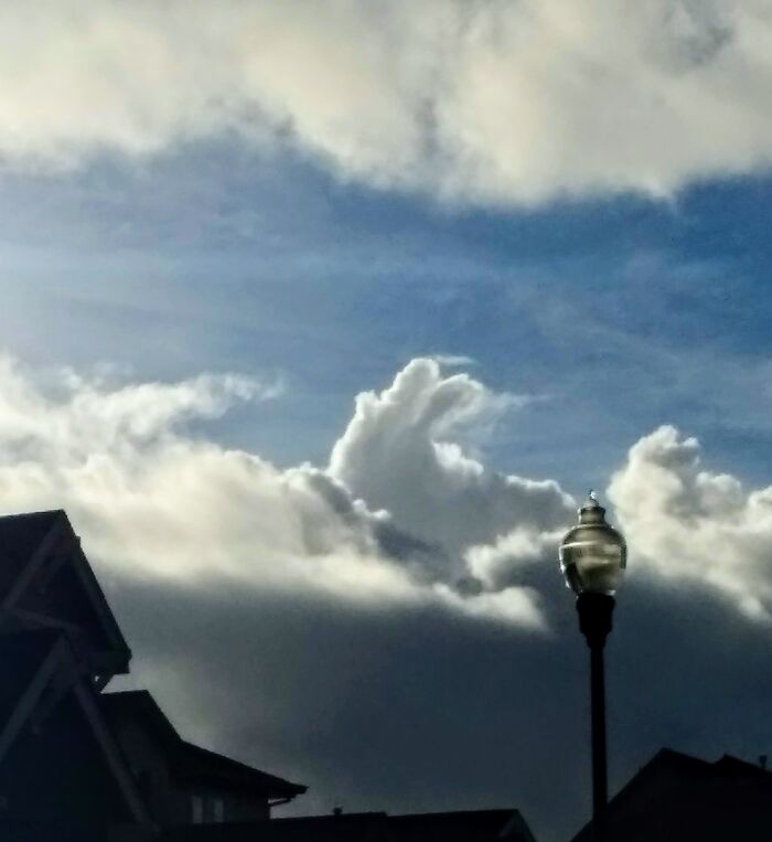 Bunny Cloud. Santa Rosa, California 2023