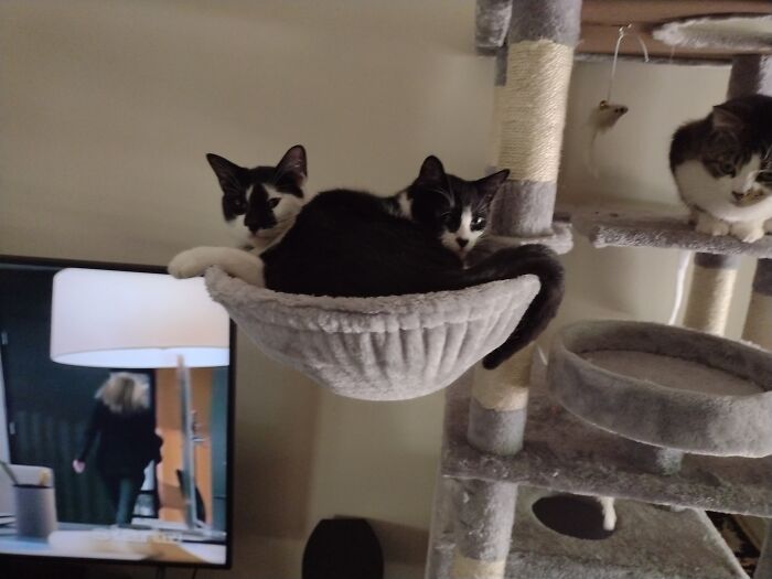 My New Rescues, Bro's Kazi & Loki (Not Black Cat, Taz)