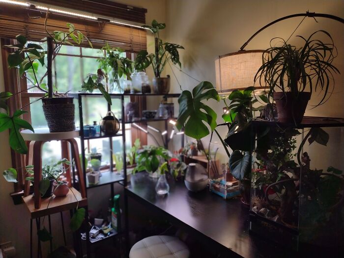 Small Planty Office And Shelves