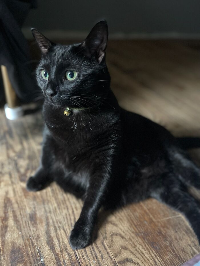 Our Gorgeous Oil Slick Ava Jane Aka Va Va Voom 😍