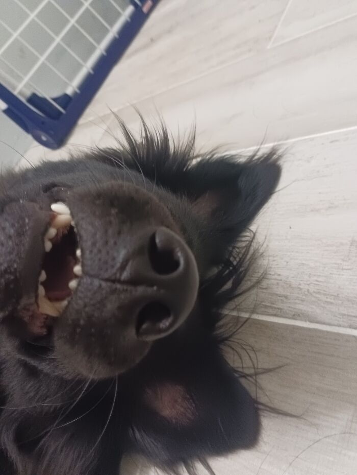 My Dog Wanting Belly Rubs