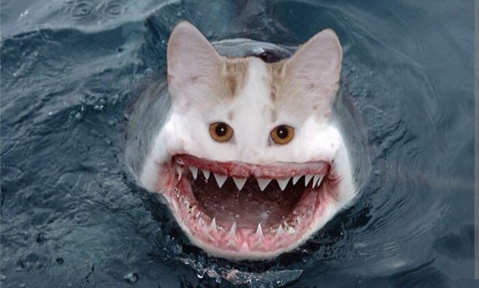 Claws Of The Deep: Feline Frenzy