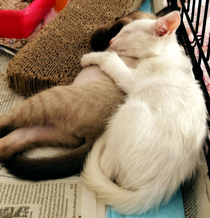 Senshi And Merlin, Two Of The Rescues I've Had This Summer