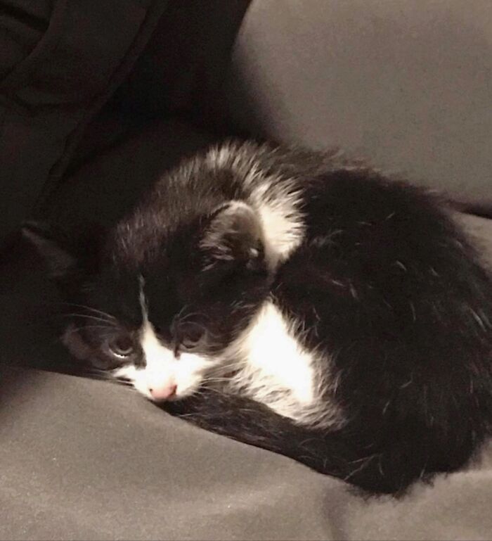 Around Two Years Ago, A Kitten Paid A Visit To The Cabin We Had Rented For Our Family. It Relaxed On The Patio Couch. I Believe That This Little Guy Belonged To A Family Residing Not Too Far From Our Rented Cabin