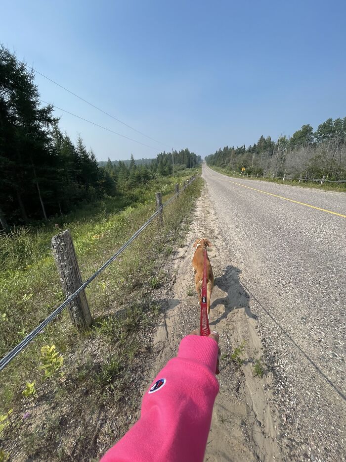 Walkin One Of The Doggos 😁 A Road Is Still A Path Right?? :)