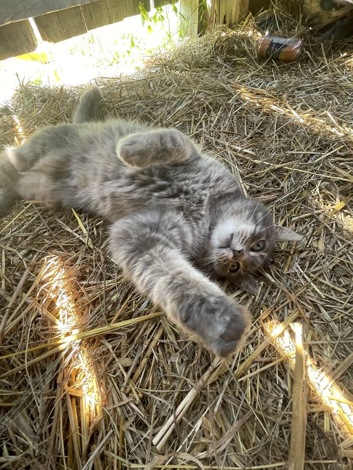 I Found Her Outside In The Yard A Few Years Ago. No Idea Who She Belonged To But She Was Pretty Friendly So We Fed Her (She Was In Rough Shape) And She Just Stuck Around With Us :) And Yes Shes Missing A Paw We Have No Idea How That Happened :(