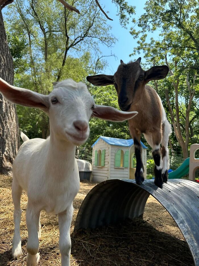 Rescue Goats And Sheep Living Their Best Life (37 Pics)