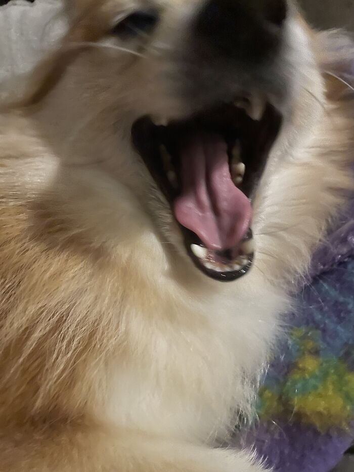 I Found The Best Photos Of My Pets