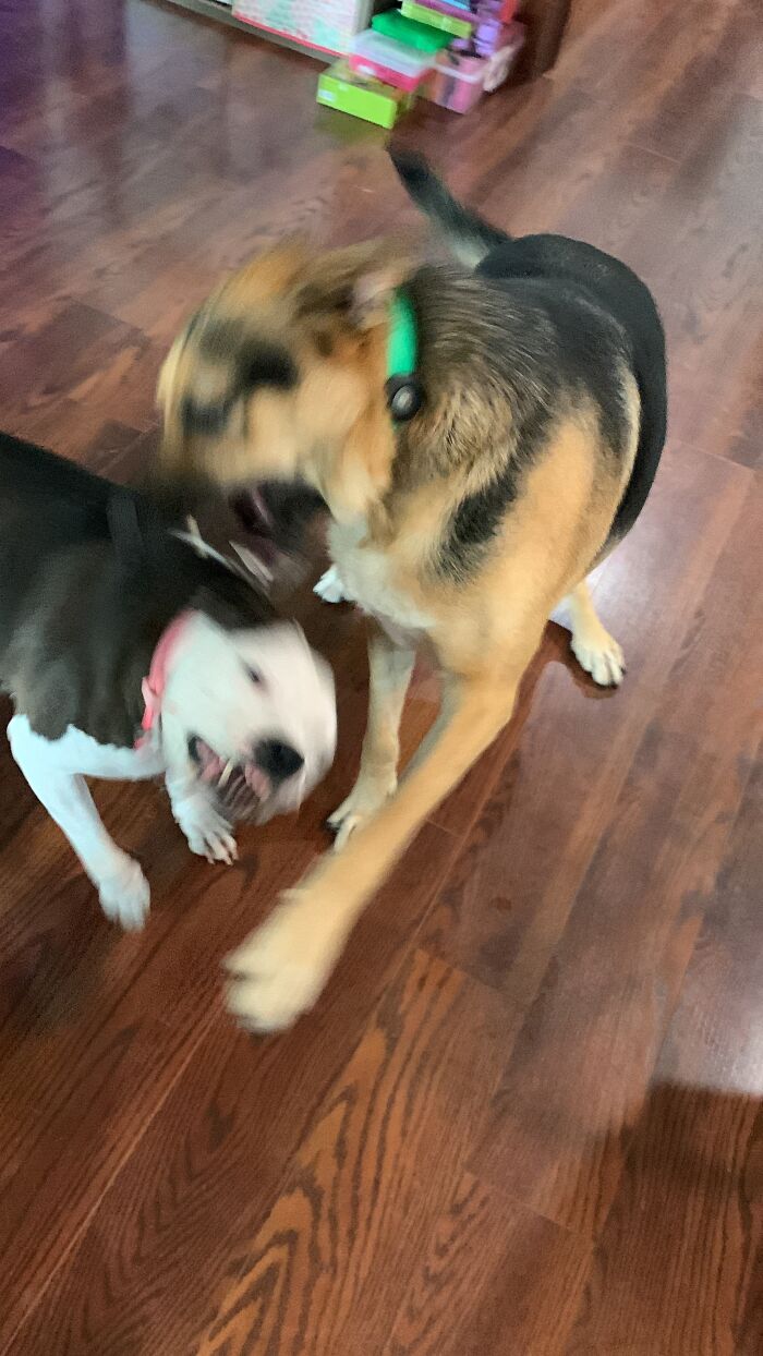 My Dogs Playing