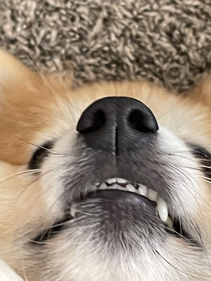 I Found The Best Photos Of My Pets