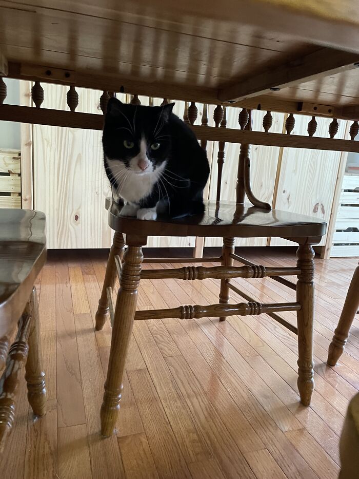 I Found The Best Photos Of My Pets