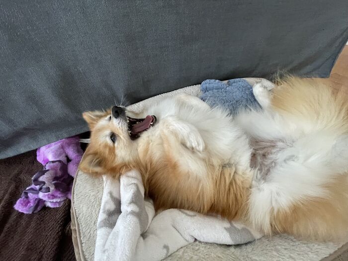 I Found The Best Photos Of My Pets