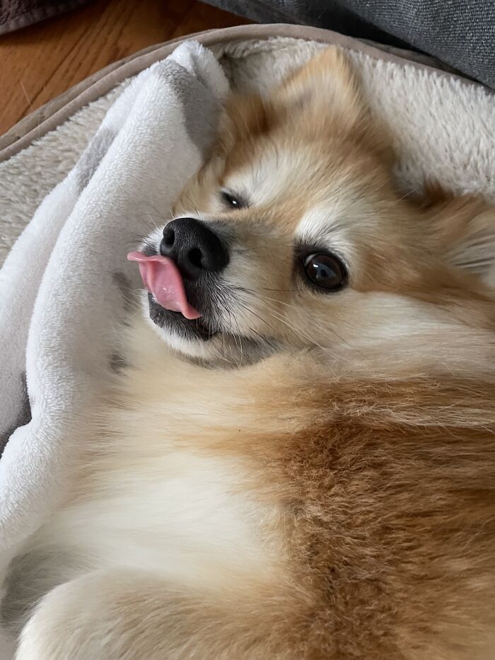 I Found The Best Photos Of My Pets