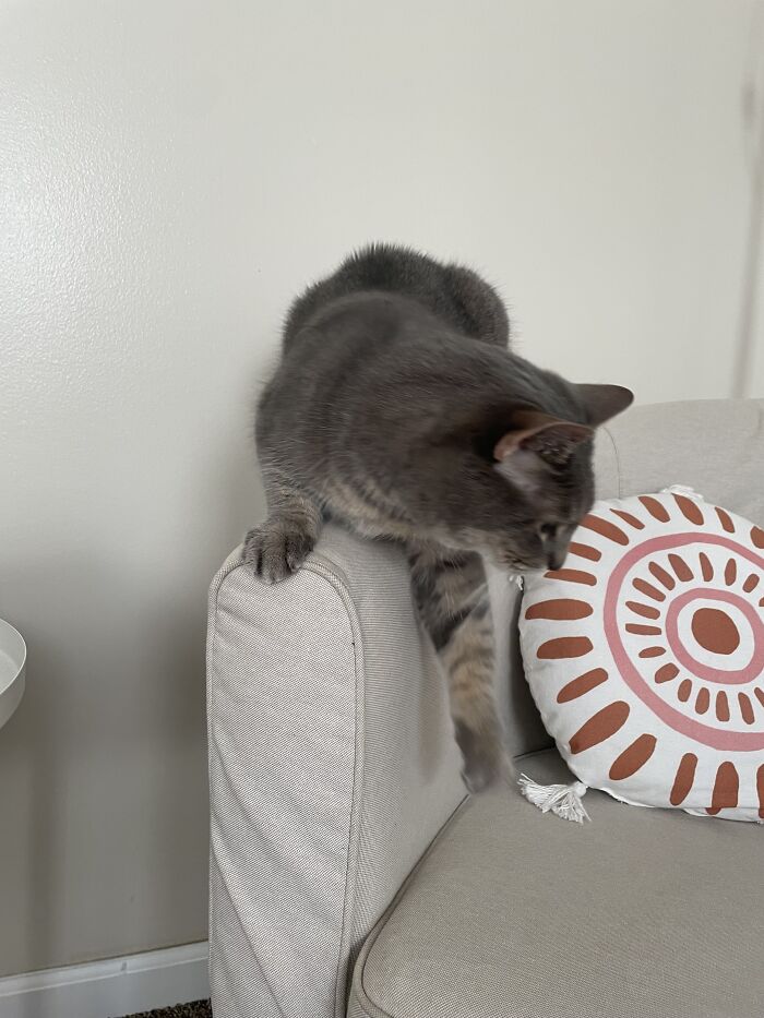 I Found The Best Photos Of My Pets