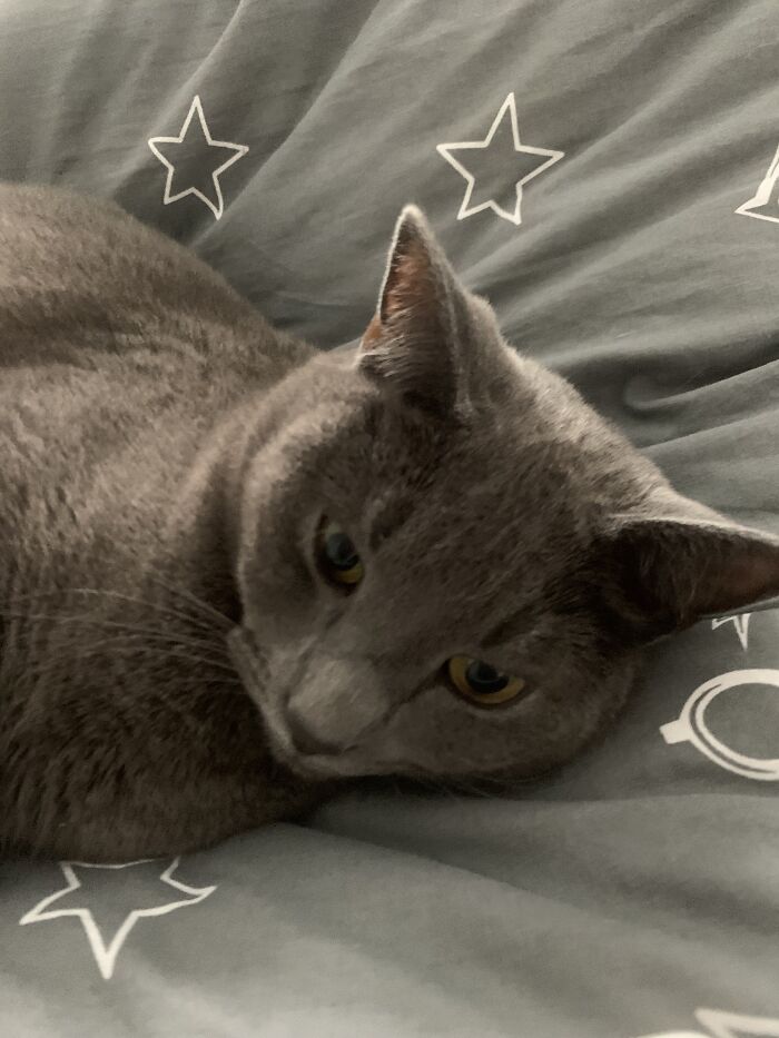 My Dad’s Cat Vlad. A Nickname He Has Is “Vladdy Daddy” But He Can’t Have Kids