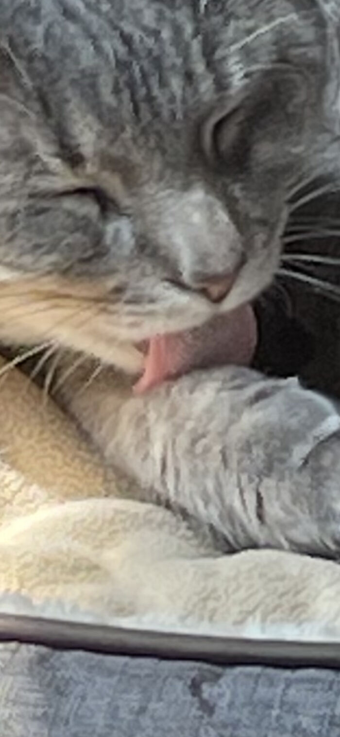 I Found The Best Photos Of My Pets