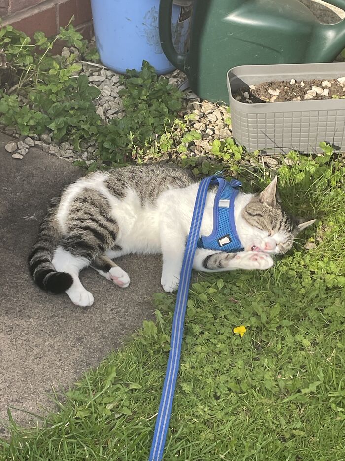 Rosielina (Rosie For Short)!