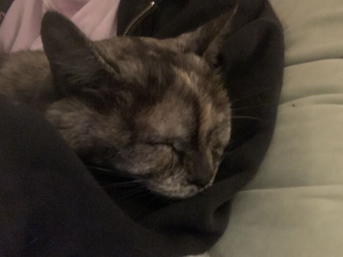 Maiya, My 15 Year Old Cat, Isn't Letting Me Do Any Work 😅🥰