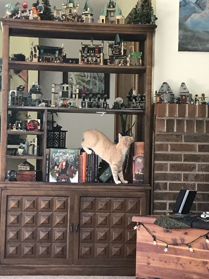 Pounce’s Harry Potter Bookshelf