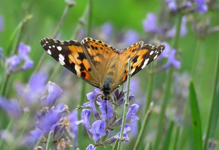 Butterfly In Lavender Flowers