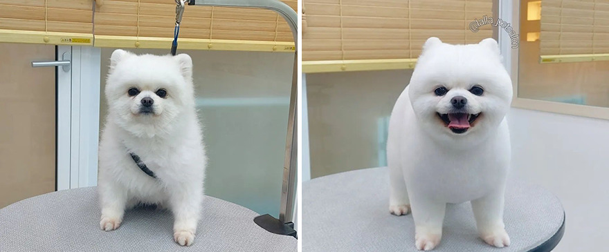 In Korea, Dog Hair Salon Goes Viral For 'Cute' Cuts On Its Customers