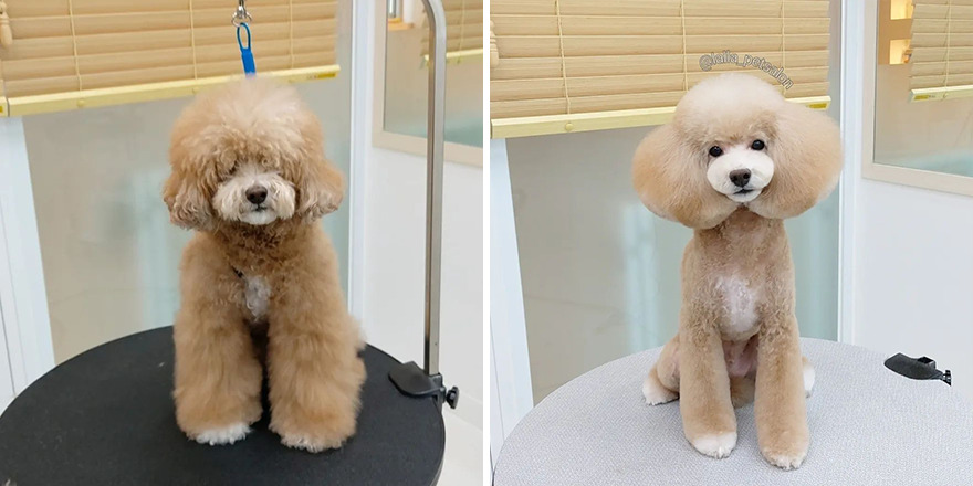 In Korea, Dog Hair Salon Goes Viral For 'Cute' Cuts On Its Customers