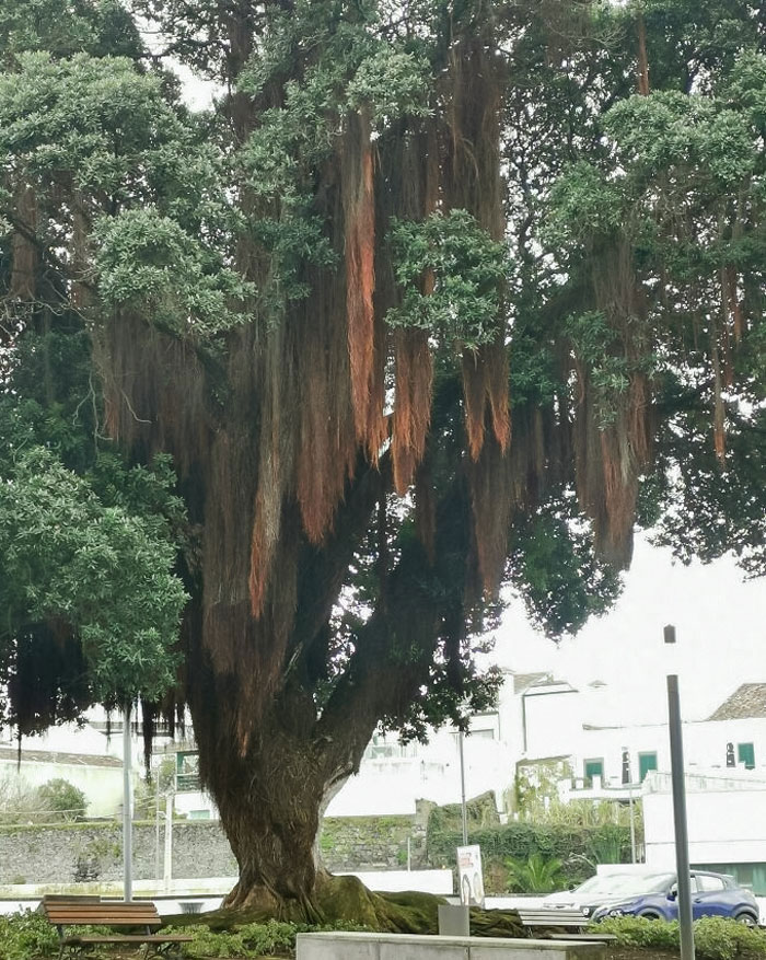 My Buddy From Portugal Sent Me This Photo. What Is This Tree?