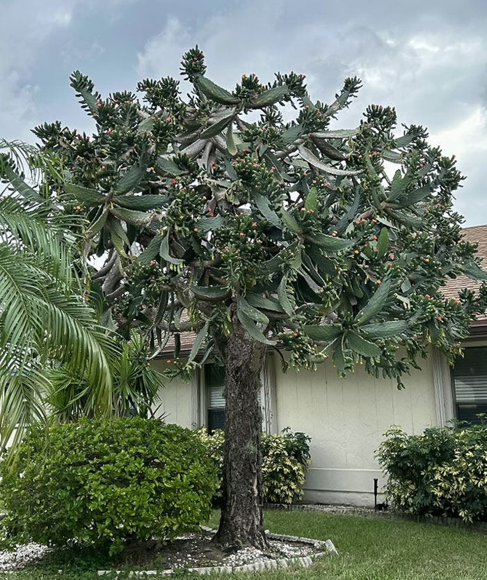 Tree In My Neighborhood That I Have Been Wondering About