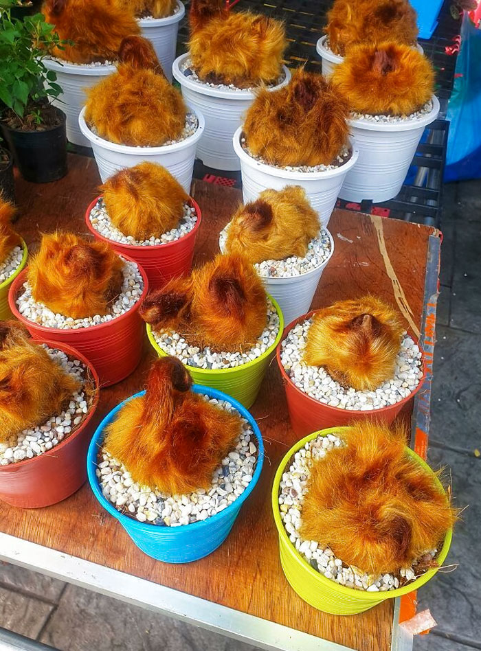 Saw These At A Floating Market In Bangkok. Not Even Sure If They're Plants? But It Was At A Plant Stand