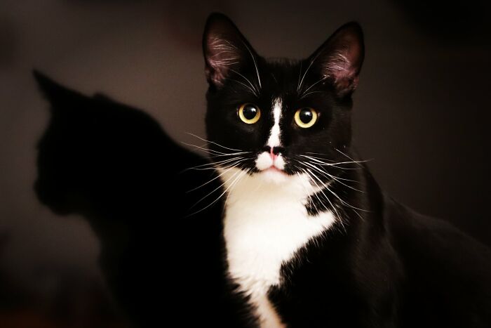 Ludwig, The Sweet Little Monster :)