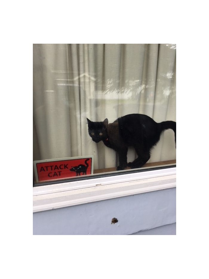 My Merl When He Was A Kitten, He's Now 18 Lbs!