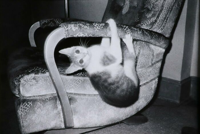 New Of The Best Photos Shared By This Twitter Account That Collects Historic Photographs Of Cats With Their Stories