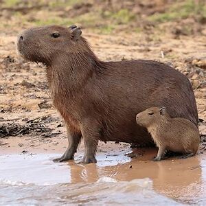 Little Bestie Capybara