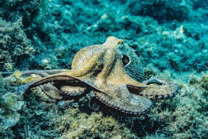 Octopus under water