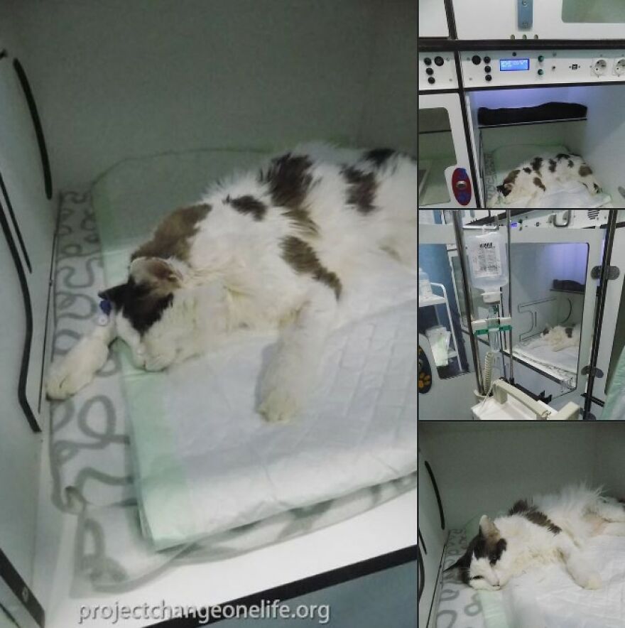 Meet Oliver, Our Sugar Kitty Meet Oliver, Our Sugar Kitty