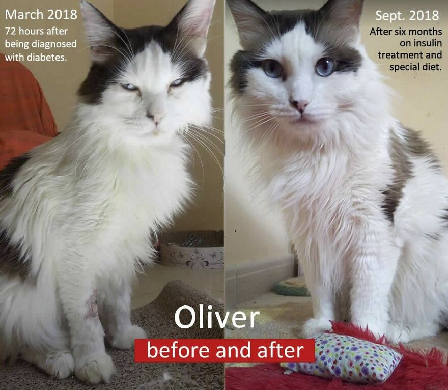 Meet Oliver, Our Sugar Kitty Meet Oliver, Our Sugar Kitty