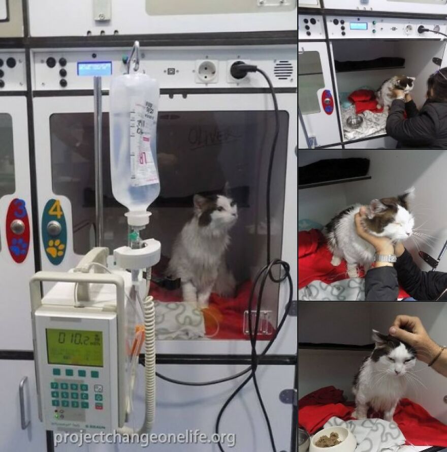 Meet Oliver, Our Sugar Kitty Meet Oliver, Our Sugar Kitty