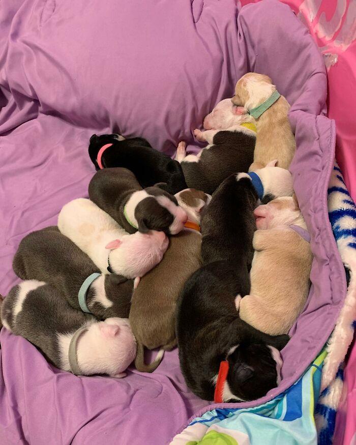 Pit Bull’s Adorable Naptime Ritual That Started At 3 Weeks Old Continues To This Day