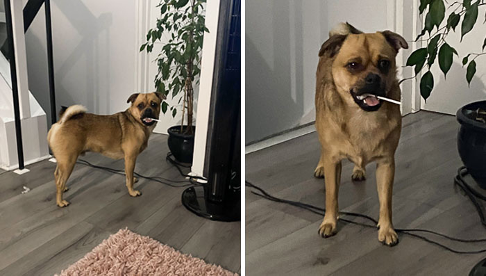 Little Lollipop Thief