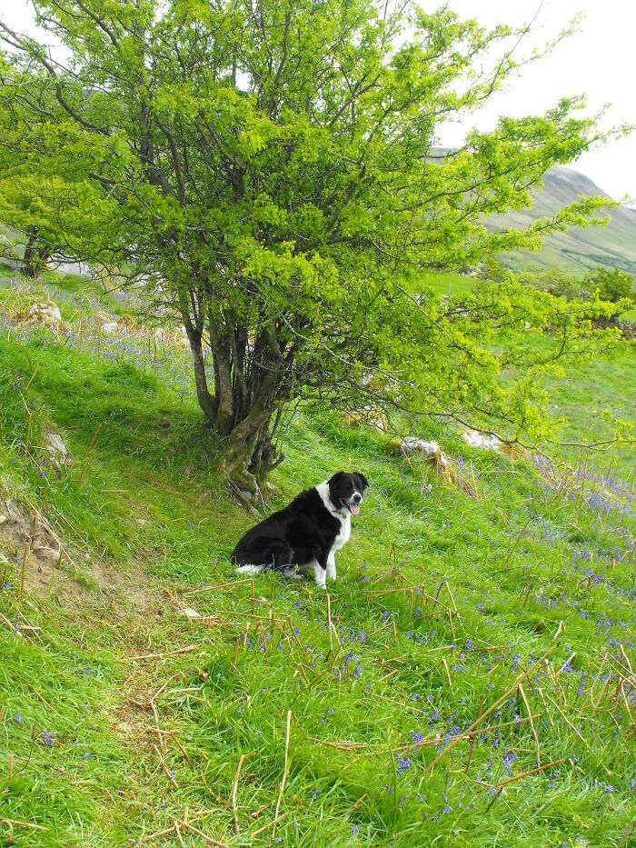 My Beautiful Boy Samba Who Has Since Passed Away In A Field Of Bluebells On The Side Of Benbulben Mountain Sligo