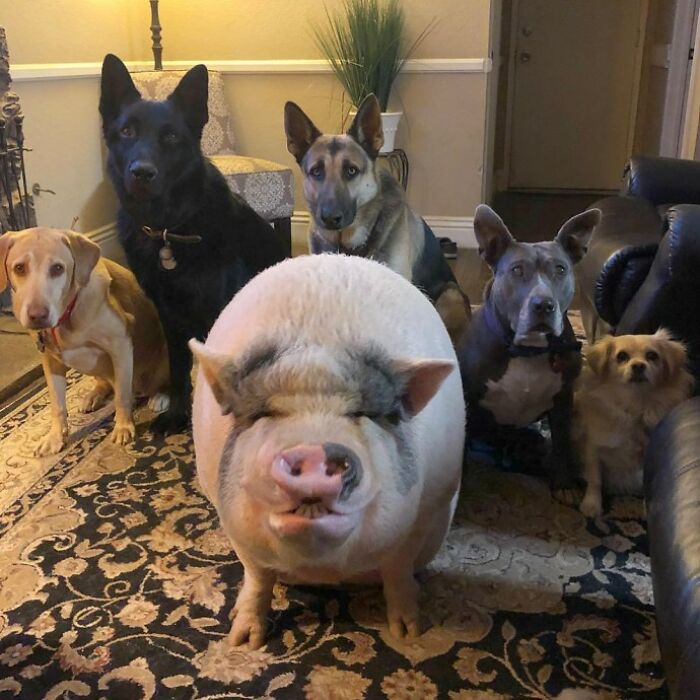 This Pig Grew Up With 5 Dog Siblings And Now Thinks He’s Just One Of Them This Pig Grew Up With 5 Dog Siblings And Now Thinks He’s Just One Of Them