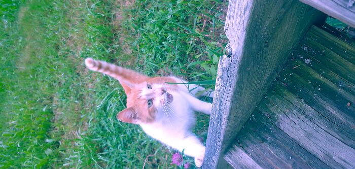 This Is Mouse Coming Over For Pets. I Don't Know His Real Name But He Has The Softest Little Meow. Such A Sweet Boy!