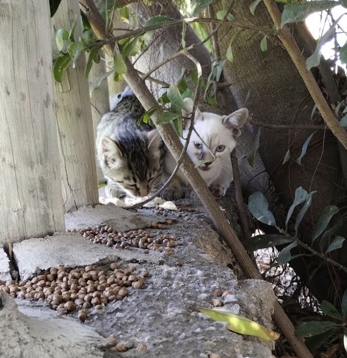 Raising Cheeky And Frankie (11 Pics) Raising Cheeky And Frankie (11 Pics)