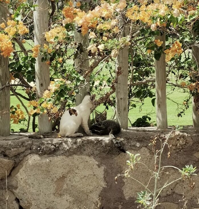 Raising Cheeky And Frankie (11 Pics) Raising Cheeky And Frankie (11 Pics)