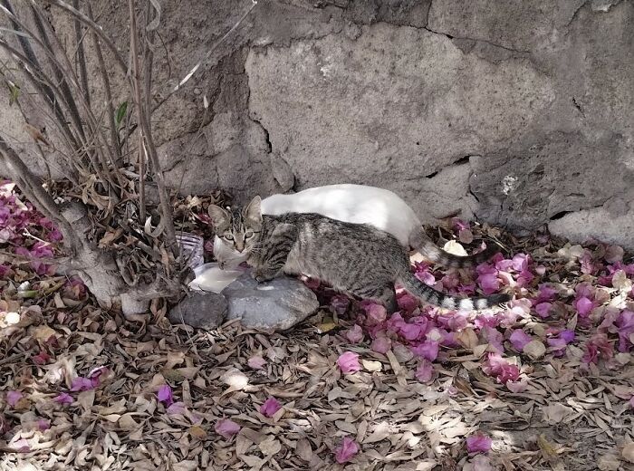 Raising Cheeky And Frankie (11 Pics) Raising Cheeky And Frankie (11 Pics)